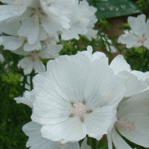 Ambrette (Musk mallow)