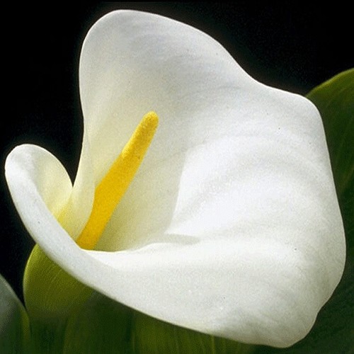 Arum lily (Calla)