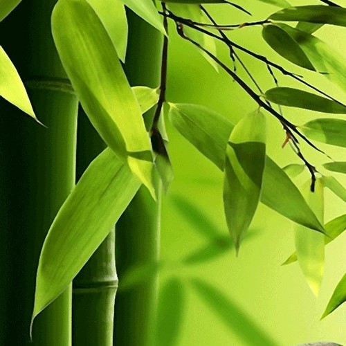 Bamboo