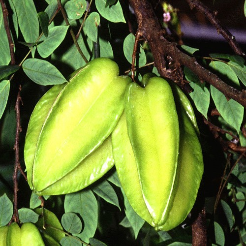 Carambola (Star fruit)
