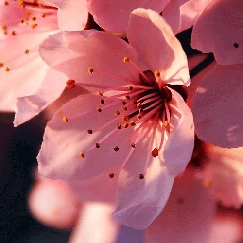 Cherry blossom