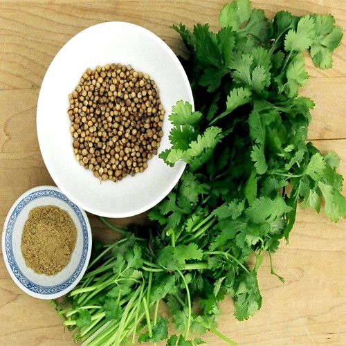 Coriander