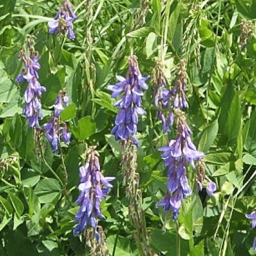 Fenugreek