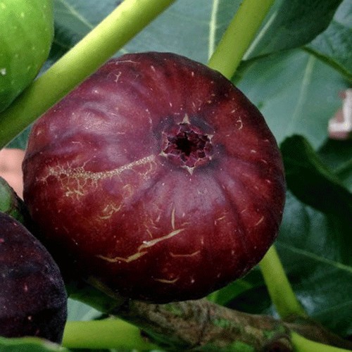 Fig