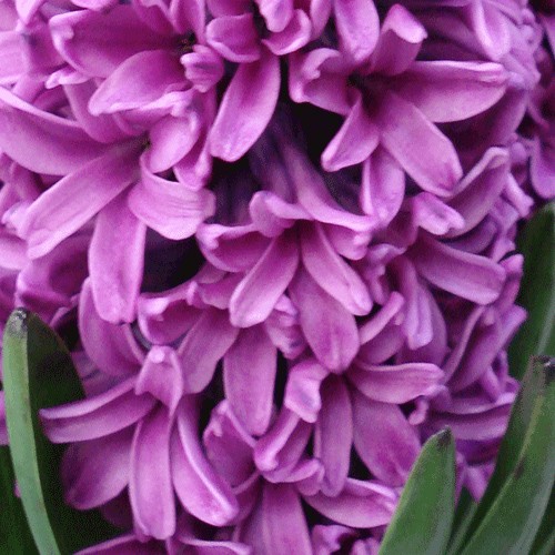 Hyacinth