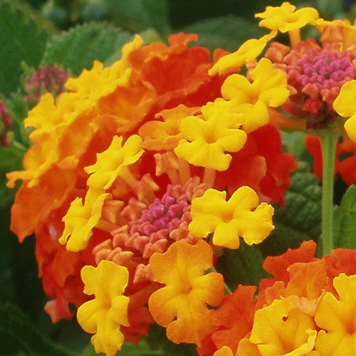 Lantana