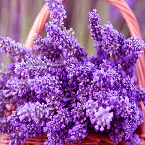 Lavanda