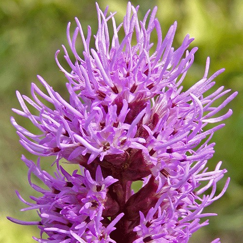 Liatris