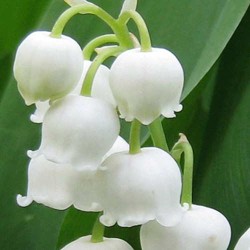 Lily of the valley