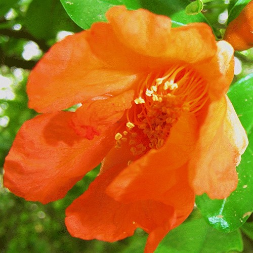 Mandarin orange blossom