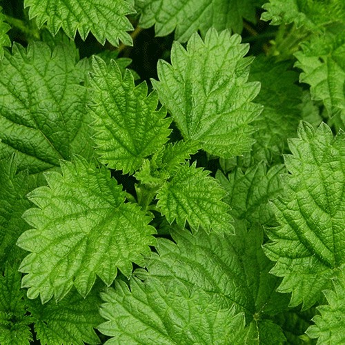 Nettle