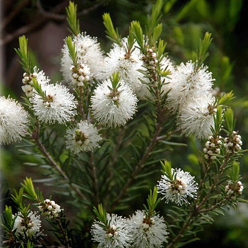 Çay ağacı (Melaleuka)