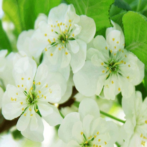 Pear blossom