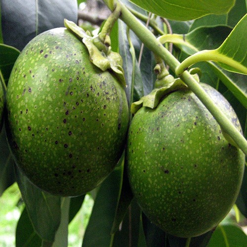 Xurma (Kaki)