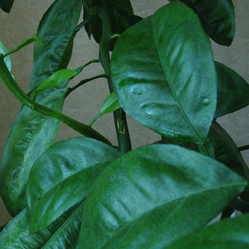 Петитгрейн (лист цитрусовых)