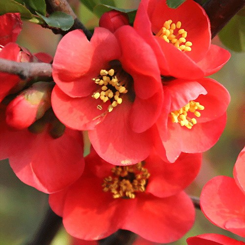 Pomegranate blossom