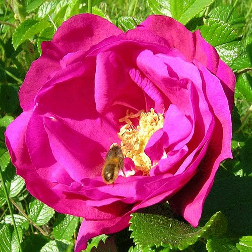 Шиповник морщинистый (Японская роза Hamanasu)