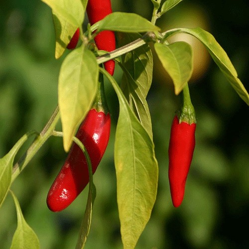 Sichuan pepper