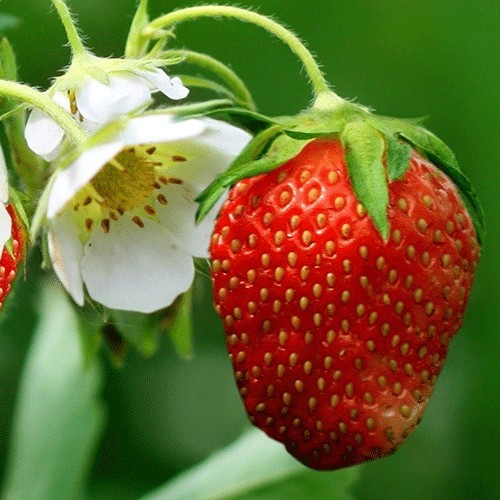 Strawberry