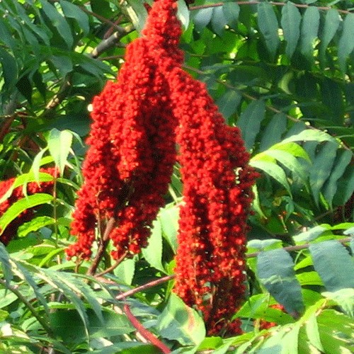 Sumaq