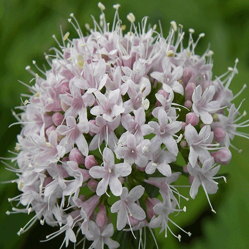 Valerian