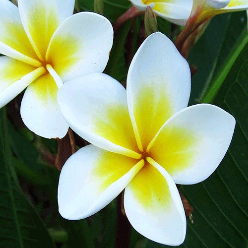 Hedychium coronarium