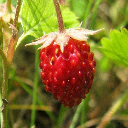 Wild strawberry