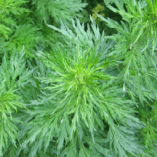 Wormwood