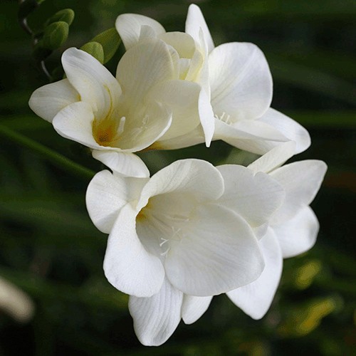 Whie freesia