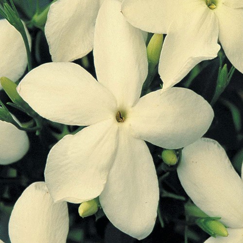 Jasminum sambac