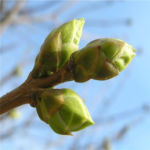 Currant buds